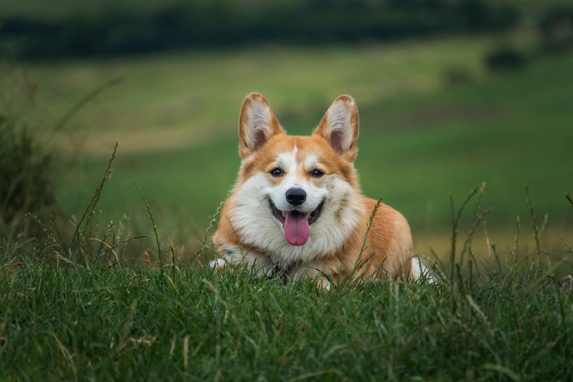 files/molnarszabolcserdely-dog-6389277_1920.webp